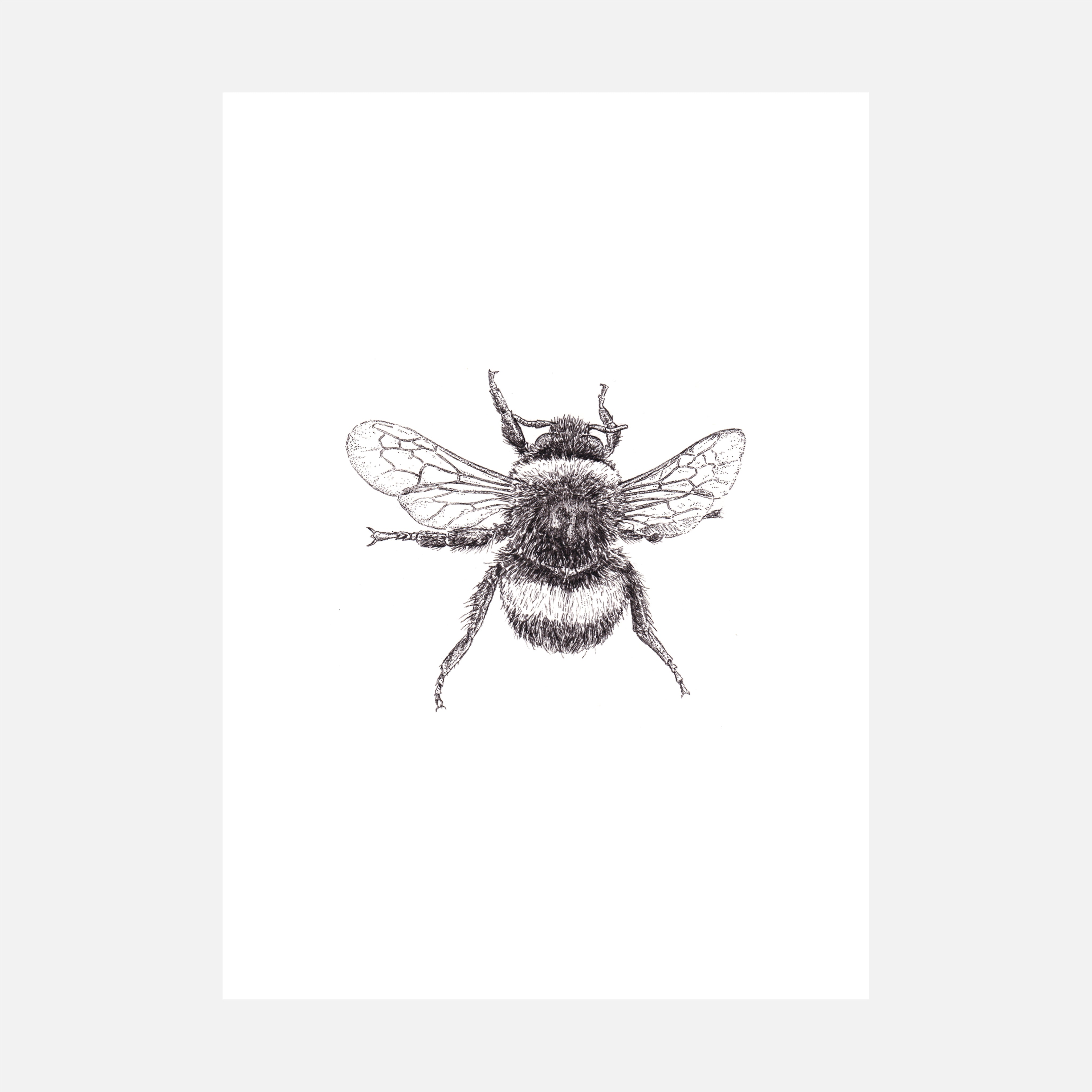 Bombus - British Bumblebee Pen & Ink Illustration