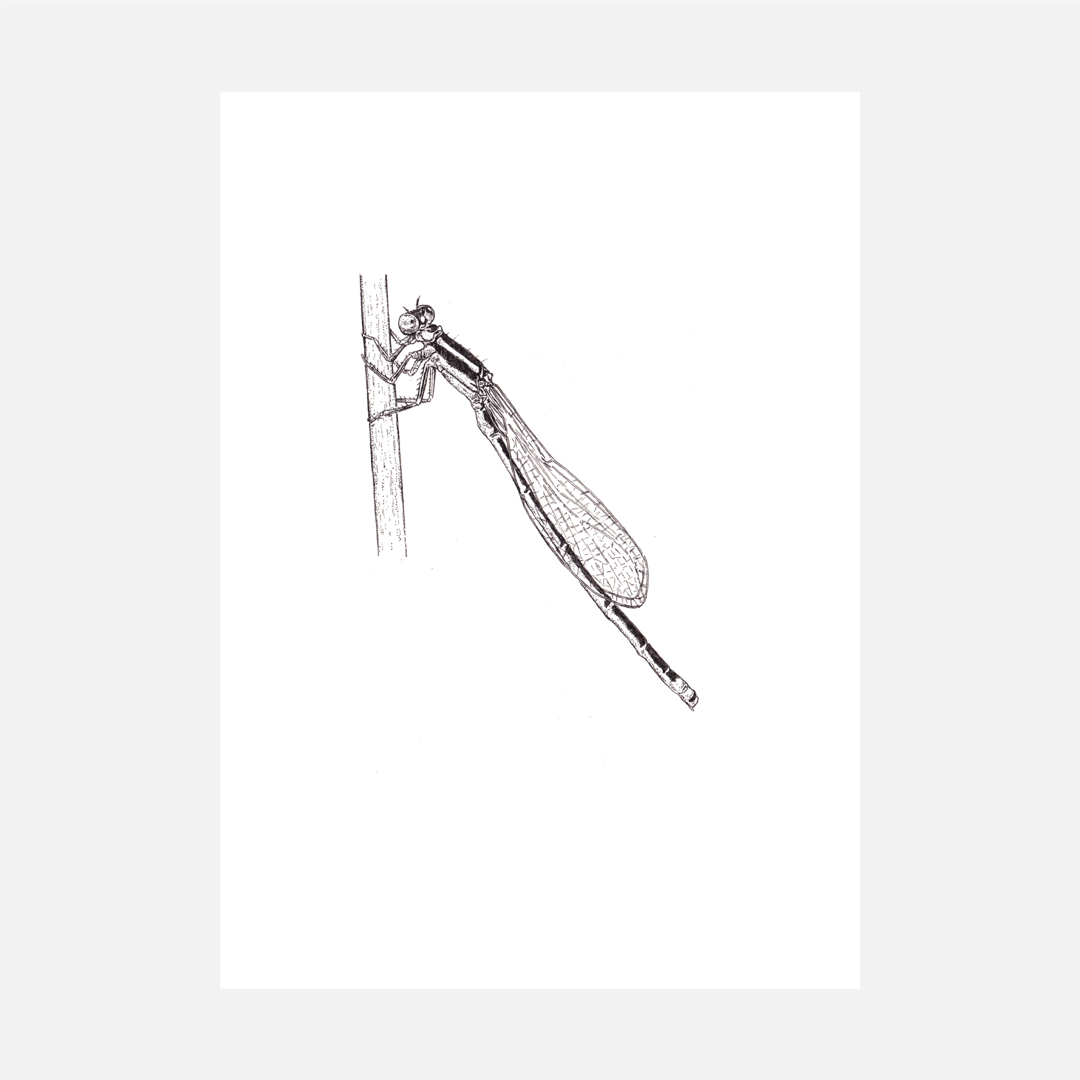 Ischnura Pumilio - Scarce Blue Tailed Damselfly Pen & Ink Illustration
