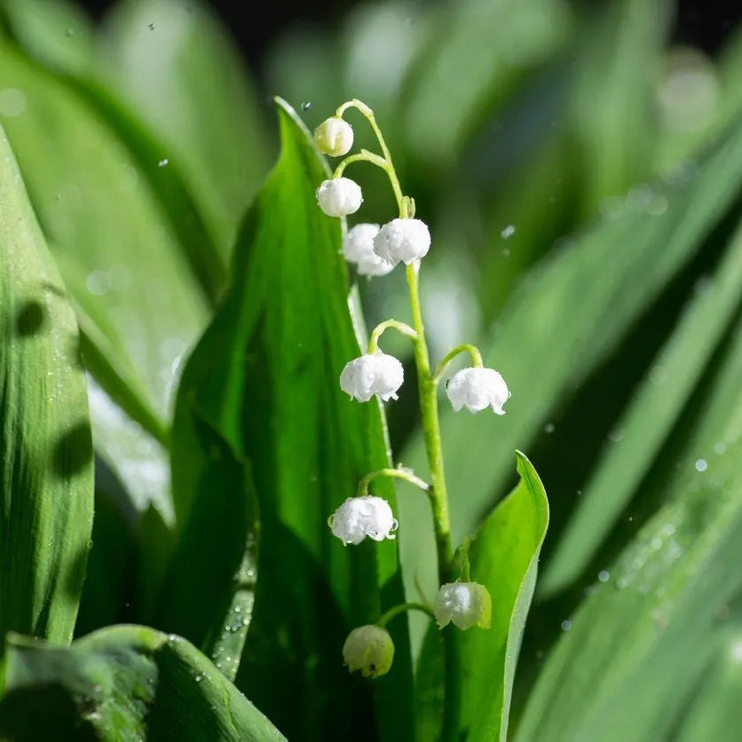 Lily of the valley wax carving workshop ellen lou stirchley birmingham