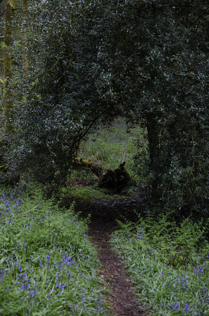 BLUEBELL PHOTO WALK