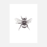 Bombus - British Bumblebee A4 Giclée Fine Art Print