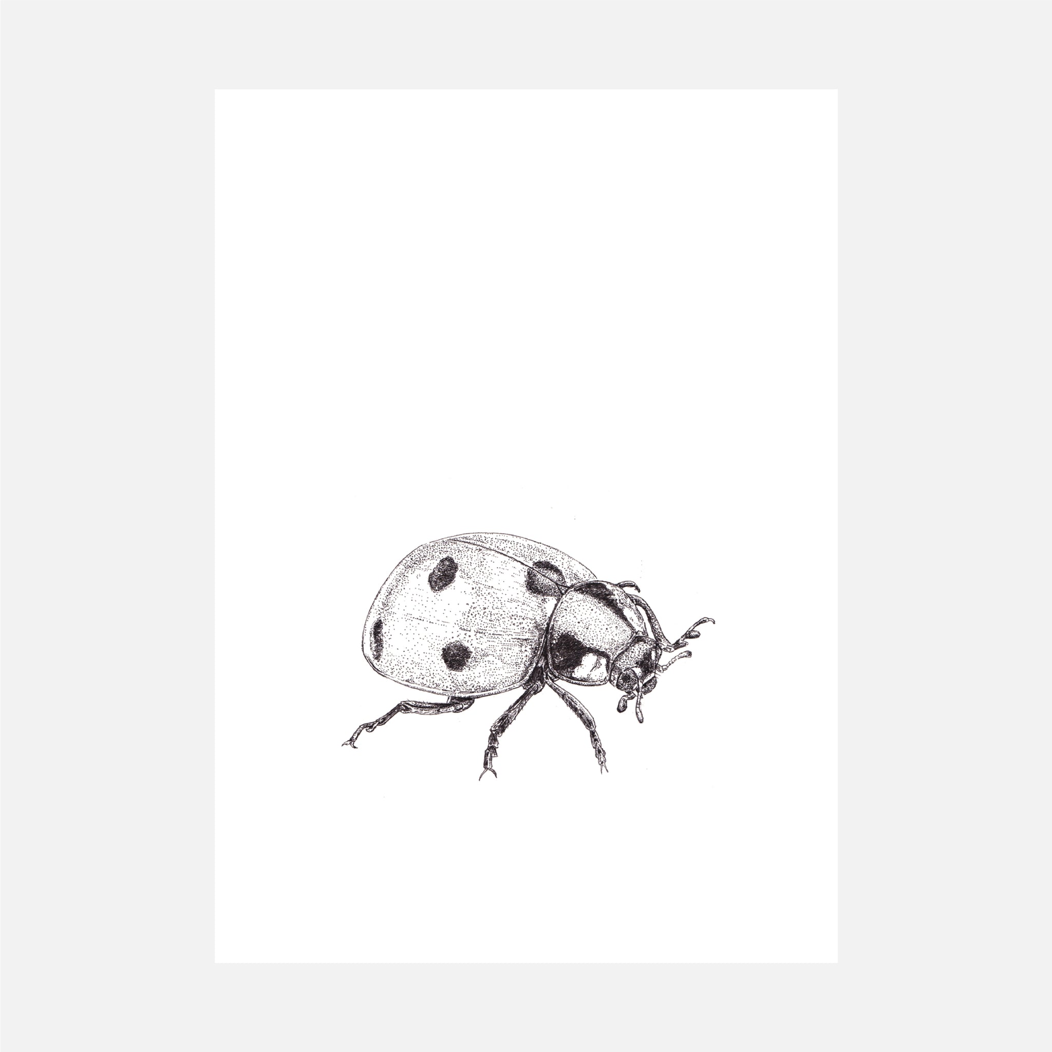 Coccinella Septempunctata - Seven Spotted Ladybird Pen & Ink Illustration