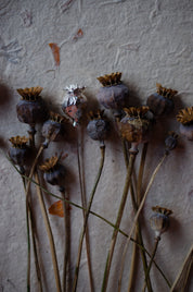 Poppy Seed Head - Autumn Wax Carving Workshop | 25th September | Ludlow