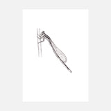 Ischnura Pumilio - Scarce Blue Tailed Damselfly A4 Giclée Fine Art Print