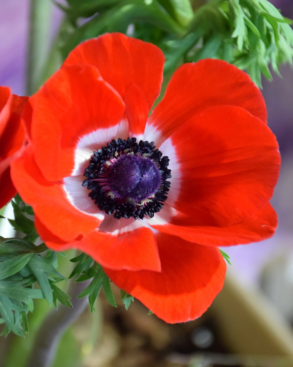 Poppy Fundraiser For Medical Aid Palestine Wax Carving Workshop | Stirchley