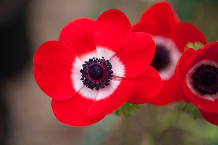 Poppy Fundraiser For Medical Aid Palestine Wax Carving Workshop | Stirchley