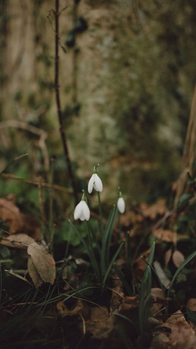 Snowdrop - Winter Wax Carving Workshop | 27th November | Ludlow