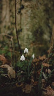 Snowdrop - Winter Wax Carving Workshop | 27th November | Ludlow