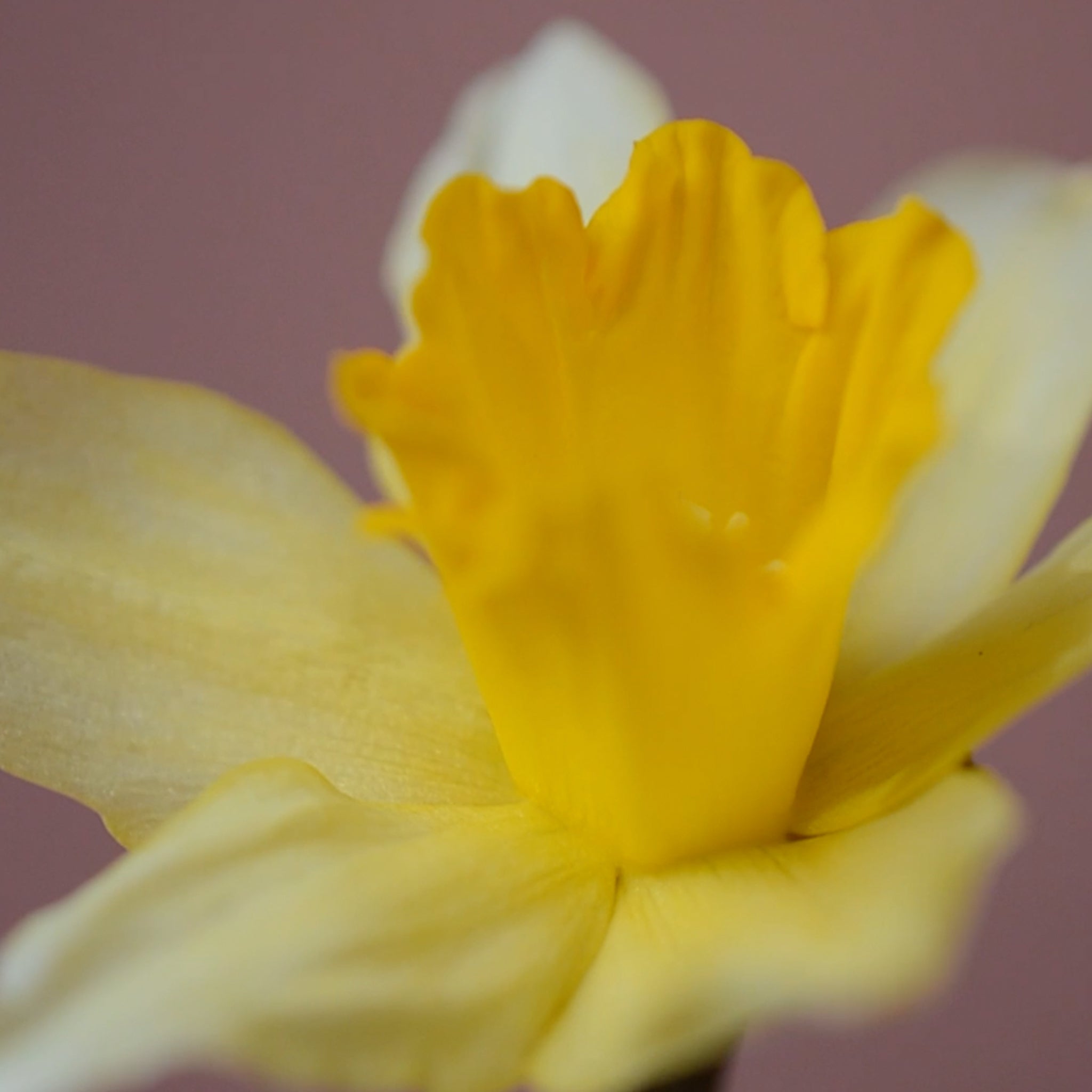 Daffodil - Wax Carved Cut Flower